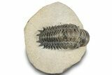 Detailed Crotalocephalina Trilobite - Atchana, Morocco #252412-3